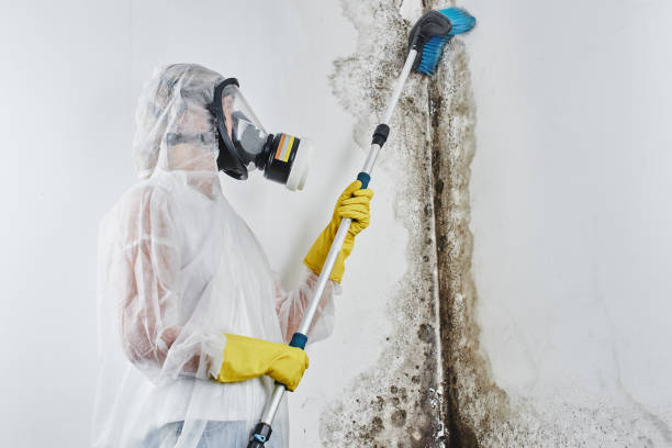 Best Emergency Mold Removal  in Leonard, TX