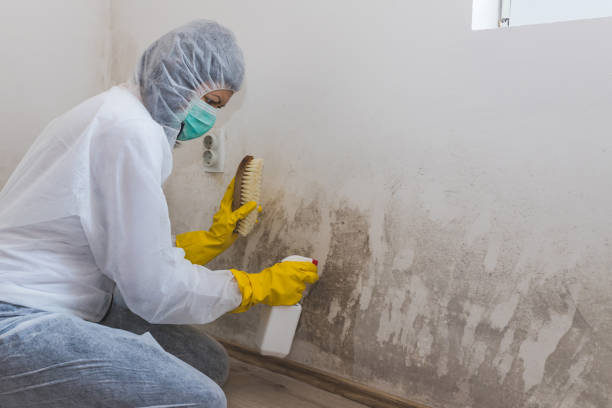 Best Mold Remediation  in Leonard, TX