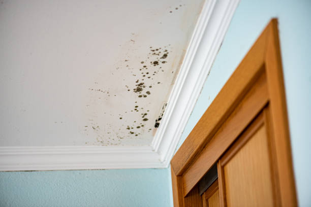 Best Professional Mold Removal  in Leonard, TX
