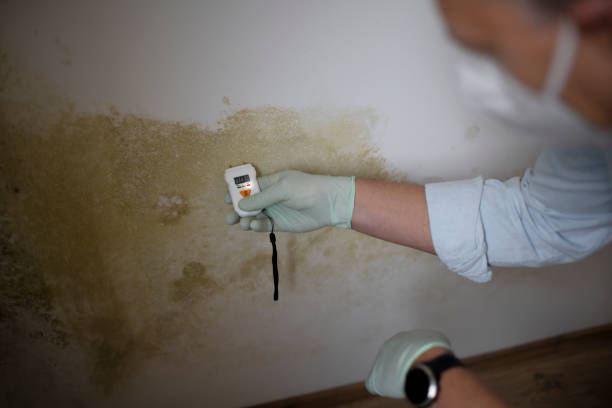 Best Fast Mold Removal  in Leonard, TX