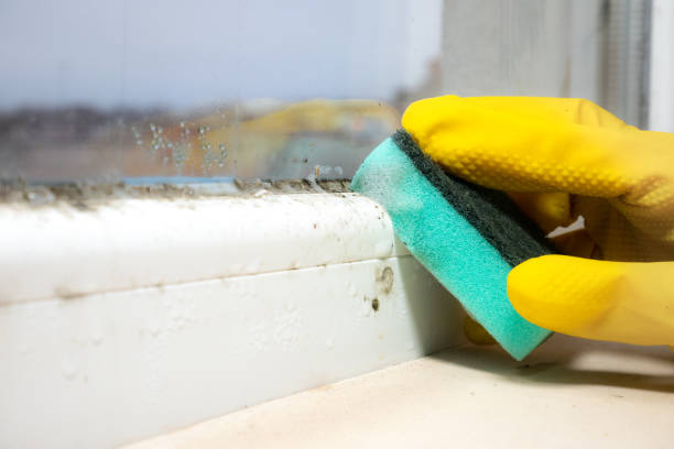 Best Mold Damage Repair  in Leonard, TX