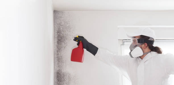 Best Same-Day Mold Removal  in Leonard, TX
