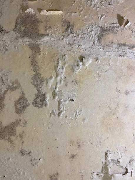 Home Mold Removal in Leonard, TX