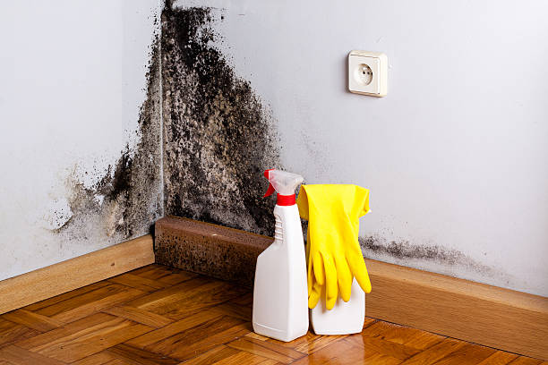 Best Mold Inspection  in Leonard, TX
