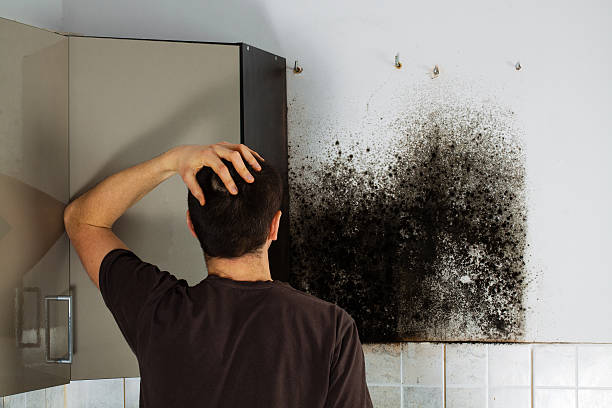 Best Black Mold Removal  in Leonard, TX