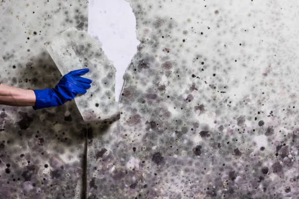 Best Home Mold Removal  in Leonard, TX