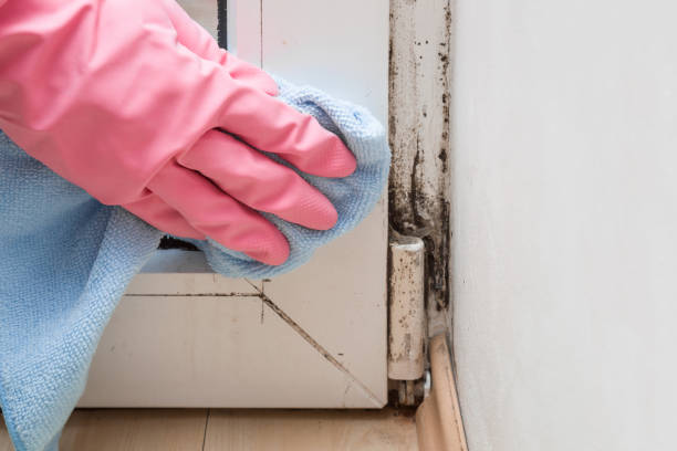 Office Mold Removal Services in Leonard, TX